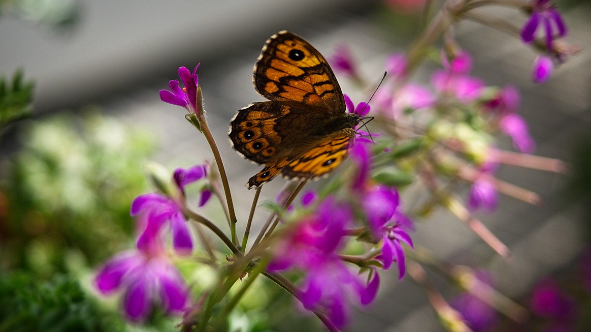 Schmetterling, Den Engelska Trädgården